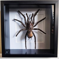 Deep Framed - Tarantula