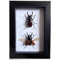 Framed - Antler Stag Beetle Pair