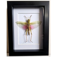 Framed - Rosea Pink Grasshopper