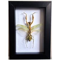 Framed - Giant Green Asian Mantis