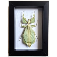 Framed - Walking Leaf Insect II
