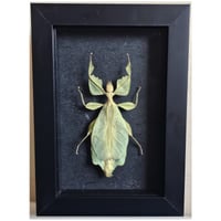 Framed - Walking Leaf Insect