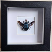 Framed - Blue Carpenter Bee I