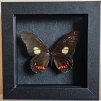 Framed - Gayi Swallowtail Butterfly