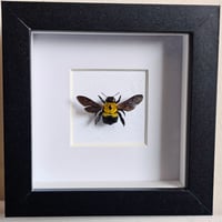 Framed - Hairy Carpenter Bee