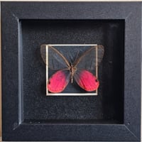 Framed - Blushing Phantom Butterfly I