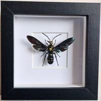 Framed - Scoliid Wasp I