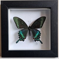 Framed - Alpine Black Swallowtail Butterfly (spring) I