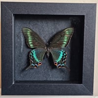 Framed - Alpine Black Swallowtail Butterfly (spring)