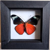 Framed - Prola Beauty Butterfly I