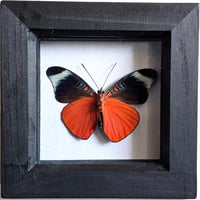 Framed - Prola Beauty Butterfly