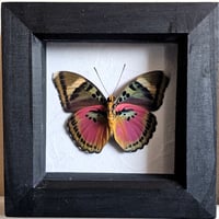 Framed - Hebe Pink Forester Butterfly I