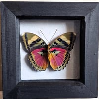 Framed - Hebe Pink Forester Butterfly