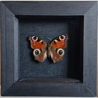 Framed - Peacock Butterfly I