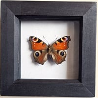 Framed - Peacock Butterfly