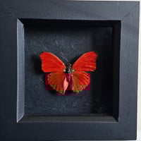Framed - Blood Red Glider Butterfly I