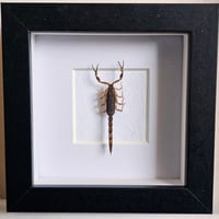 Framed - Golden Yellow Scorpion