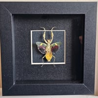 Framed - Jewelled Flower Mantis II