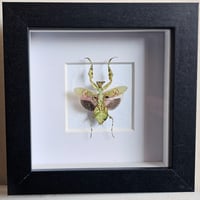 Framed - Jewelled Flower Mantis I