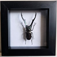 Image 1 of Framed - Longjaw Stag Beetle