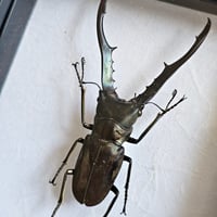 Image 2 of Framed - Longjaw Stag Beetle