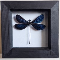 Framed - Vestalis Melania Damselfly