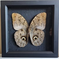 Framed - Owl Butterfly I