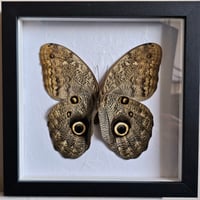 Framed - Owl Butterfly
