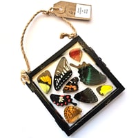 Image 1 of Butterfly & Moth Wing Hanging Small 