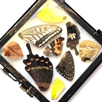 Image 3 of Butterfly & Moth Wing Hanging Small 