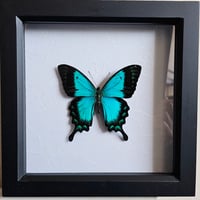 Framed - Sea Green Swallowtail Butterfly I