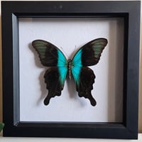 Framed - Peranthus Swallowtail Butterfly I