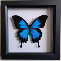 Framed - Ulysses Swallowtail Butterfly I