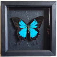 Framed - Ulysses Swallowtail Butterfly