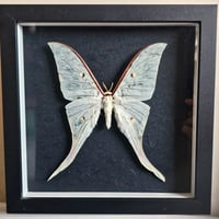 Framed - Indian Luna Moth