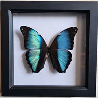 Framed - Deidamia Morpho Butterfly