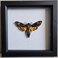 Framed - Death's-Head Hawkmoth I