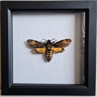Framed - Death's-Head Hawkmoth