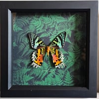 Ferns - Madagascan Sunset Moth