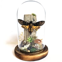 Image 1 of Death's-Head Hawkmoth Woodland Dome I