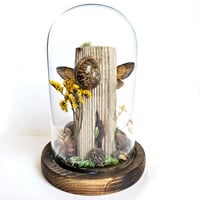 Image 2 of Death's-Head Hawkmoth Woodland Dome I