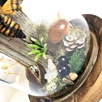 Image 3 of Death's-Head Hawkmoth Woodland Dome I