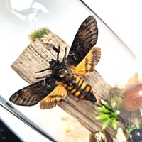 Image 4 of Death's-Head Hawkmoth Woodland Dome I