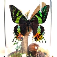 Image 2 of Madagascan Sunset Moth Woodland Dome
