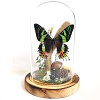 Image 1 of Madagascan Sunset Moth Woodland Dome