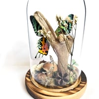 Image 3 of Madagascan Sunset Moth Woodland Dome