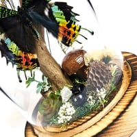 Image 4 of Madagascan Sunset Moth Woodland Dome