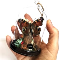 Image 3 of Peacock Butterfly Mini Woodland Hanging Dome