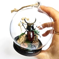 Image 3 of Antler Stag Beetle Mini Woodland Hanging Globe