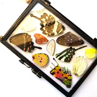 Image 3 of Butterfly & Moth Wing Hanging Medium II